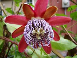 Image result for Passiflora quadrangularis