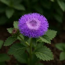 Image result for Centratherum