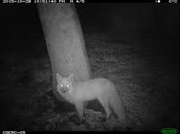 The sierra nevada red fox (vulpes vulpes necator), also known as the high sierra fox, is a subspecies of red fox and likely one of the most endangered mammals in north america. The Sierra Nevada Red Fox Faces A Range Of Threats Cserc