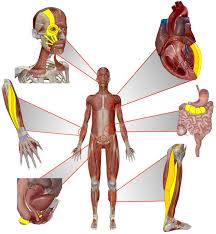 There are around 650 skeletal muscles within the typical human body. Robotic Muscles Could Turn Back Body Clock By 2050 Eurekalert Science News