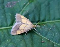 Image result for Evergestis limbata