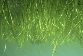 Image result for Zosteraceae