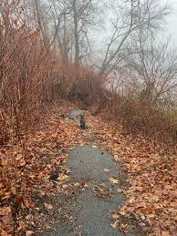 Hello all! We own a property in Niantic that is requiring removal of  running bamboo which was unfortunately planted by a neighbor. We have been  in touch with multiple resources from the