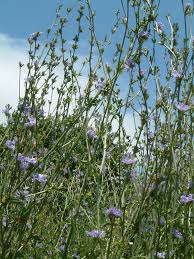 Image result for Cichorium