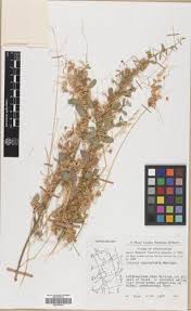 Image result for Cuscuta approximata