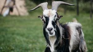 Mimpi digigit anjing di tangan. 15 Arti Mimpi Kambing Dari Sudut Pandang Primbon Jawa Ragam Bola Com