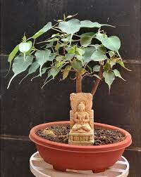 Bodhi Tree Grow And Care Tips Yourgardenbuddy