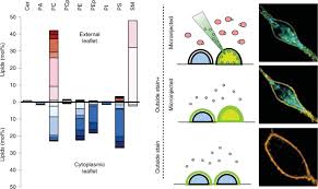 Proteins act as receptors, scaffold etc. Plasma Membranes Are Asymmetric In Lipid Unsaturation Packing And Protein Shape Nature Chemical Biology