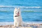 Samoyed Puppies Breed information & Puppies for Sale