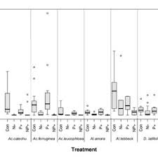 Image result for Acacia tenuispina