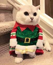 Who Else Just Opened Day 3 Of Their Advent Calendar White Coffee Cat Cat Coffee Cat Theme Cats