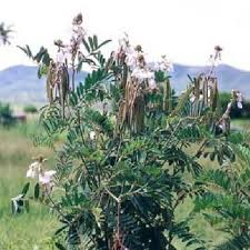 Image result for Tephrosia burchellii