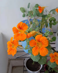 Image result for Tropaeolum majus