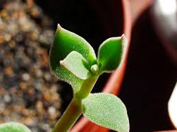Image result for Delosperma tradescantioides