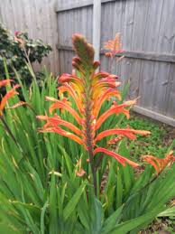 Image result for Chasmanthera