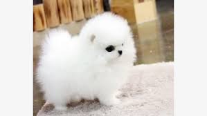 Teacup pomeranian puppies are one of the most extroverted, intelligent, and playful breeds you will ever meet. Teacup Pomeranian Puppies For Adoption Into Good Homes Only