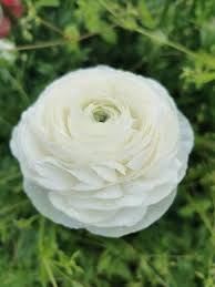 Image result for Ranunculus volkensii