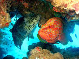 Marine Life Ocean Animals Sea Animals