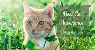 There are many pet insurance companies out there, but i've narrowed it down to the top three insurance policies best for cats to make it easy for you. The Best Cat Insurance Our Review Fluffy Kitty