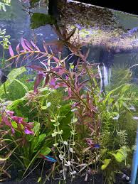 Image result for Rotheca quadrangulata