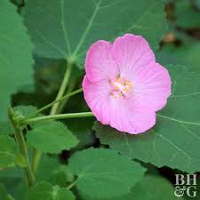 Perennials are plants that have a period of dormancy and then return for several years. Best Colorful Flowers For Your Central Texas Garden Grass Works Lawn Care Austin Tx