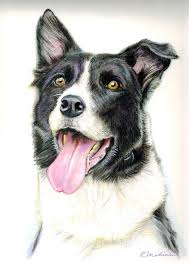 Black And White Collie Dog Drawing Speed Drawing Dog Border Collie Smooth Coated Dog Sketch Dogs Funny Husky Dog Drawing