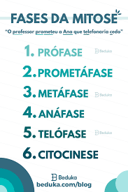 o que e mitose voce nunca mais vai confundir mitose e meiose veja a explicacao completa aulas de biologia planos de estudo enem tecnico em farmacia