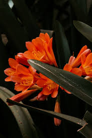 Banys Arabs Die Arabischen Bader In Palma De Mallorca Palma De Mallorca Mallorca Botanischer Garten