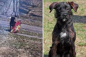 Tears As Dog Dumped With Bag of Food, Stays Beside It Until She's Found -  Newsweek