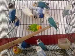 Untuk kandang koloni dan ternak koloni saya sudah membahasnya di sini silakan membaca ternak lovebird koloni. 2 Jenis Kandang Ternak Lovebird Untuk Memulai Ternak Lovebird