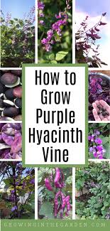 I took a photo of it yesterday with my point and shoot and played with it in. How To Grow Purple Hyacinth Bean Vine Growing In The Garden