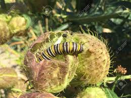 Yellow black and white caterpillar. Caterpillar With White Black And Yellow Stripes On A Plant Stock Photo Picture And Royalty Free Image Image 69340721