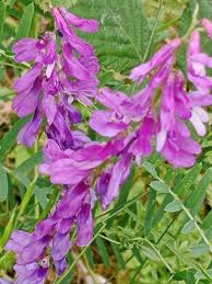 Image result for Vicia