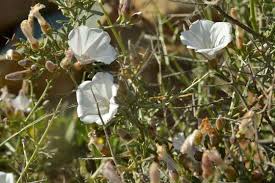 Image result for Convolvulus aschersonii