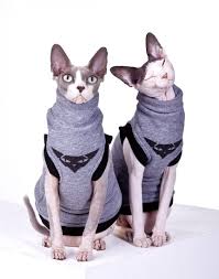 For that reason, it's a good idea to provide coats and jackets. Home Sphynx Cat Wear Clothing The Hairless Sphynx Cat Rex Cat Cornish Rex Cat