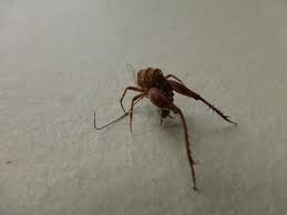 Click here to get rid of crickets. How To Get Rid Of The Spider Cricket How I Get Rid Of