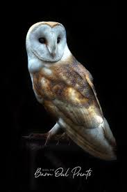 Bird That Sounds Like An Owl Uk Barn Owl On Black Owl Photography Barn Owl Barn Owl Art