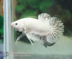 Aquabid Com Halfmoon Plakat Auctions Tue May 6 18 19 07 2014 Betta Fish Tank Betta Fish Betta
