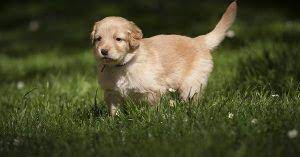 Did you know that a perfect dog name must fulfill 8 important conditions? Dog Names Meaning Protector Female