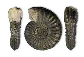 Image result for Pleioceras