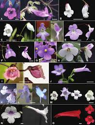Image result for Streptocarpus hirticapsa
