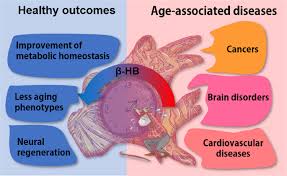 There are thousands of enzymes in our body, and they support tens of thousands of functions. B Hydroxybutyrate And Its Metabolic Effects On Age Associated Pathology Experimental Molecular Medicine