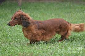 11of27the saying goes that dog is man's best friend, but while houston loves its cuddly canines, almost all of our popular breeds are anything but lap dogs. Brown Long Hair Dachshund Dog Photograph By Dejavu Designs