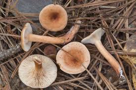 Image result for Lactarius mutabilis