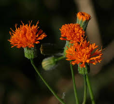 Image result for Emilia coccinea