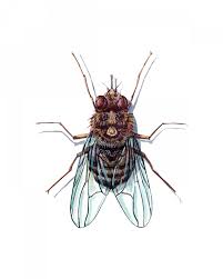 Image result for Diptera