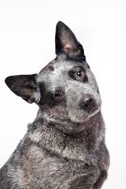Heeler Head Tilt Elke Vogelsang Hildesheim Germany X T2 Animals Photo Nature