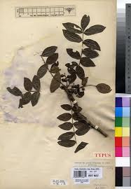 Image result for Zanthoxylum chalybeum