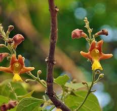 Image result for Gmelina