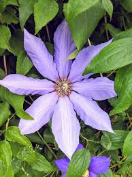 Image result for Clematis costata